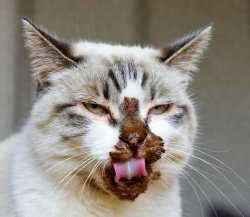 chocolate cat Meme Template