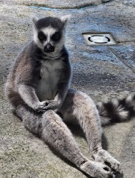 Elegent Lemur Meme Template
