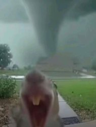 Squirrel Tornado Meme Template