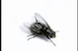 bug <3 Meme Template
