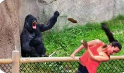 Gorilla throwing poop Meme Template