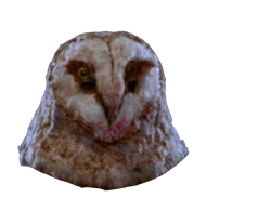 Irving Wallace's Owl Mask Meme Template