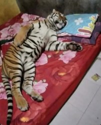 tiger sleeping Meme Template