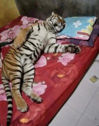 tiger sleeping Meme Template