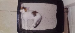 Funny Cat Meme Template