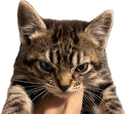 Angry kitten Meme Template