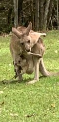 Ahh kangaroo Meme Template