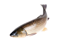fish picture Meme Template