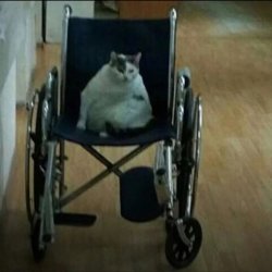 cat wheelchair Meme Template