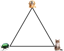 Dog cat bug triangle Meme Template