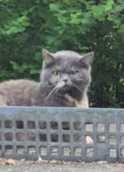 Mr Cat Meme Template