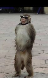 Nonchalant monkey Meme Template