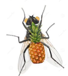 Fruit fly Meme Template
