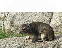 Pondering Hyrax Meme Template