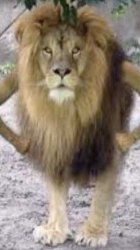 Lion Meme Template