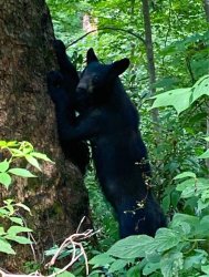yearling bear Meme Template