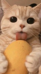 Gato comiendo papa Meme Template