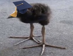 GRADUATION!!! Meme Template