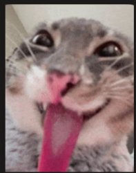 cat meme Meme Template