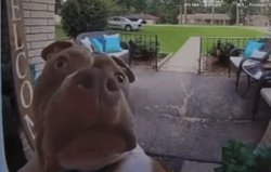 Judge dog Meme Template