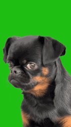 Sad dog Meme Template