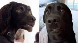 confused dog Meme Template