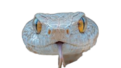 Snake Meme Template