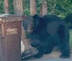 student bear dumpster diving Meme Template