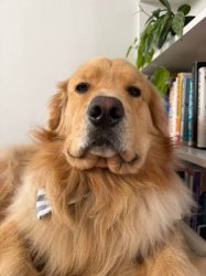 Dog Meme Template