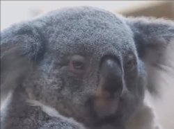 Angry koala Meme Template