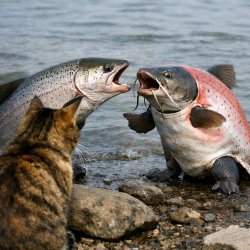 Cat watching a salmon argue with a catfish wearing a salmon's sk Meme Template
