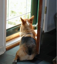 Corgi window Meme Template