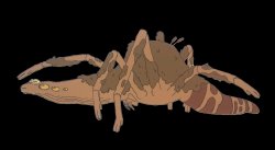 Spider frog Meme Template