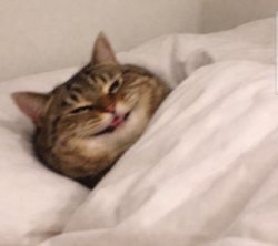 Cat ñajeje Meme Template