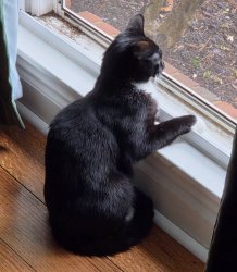Me wondering Meme Template