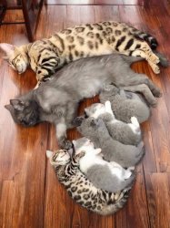 Kitty family Meme Template