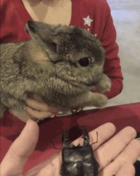 Uncomfortable Bunny Meme Template Meme Template