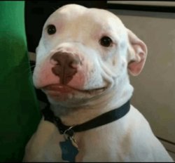 Dog smiling Meme Template