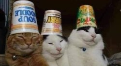 concejo gatos Meme Template
