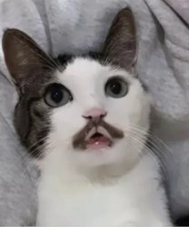 Moustache Cat Meme Template