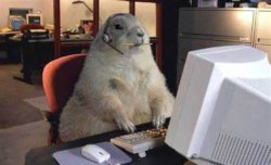 Prairie dog office work Meme Template