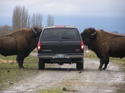 Two bison in car Meme Template