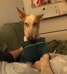 Nala side-eye Meme Template