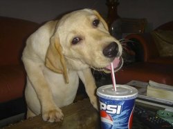 Pepsi Dog Meme Template