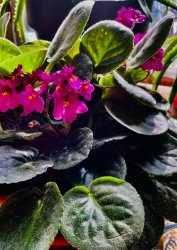 African Violet Meme Template