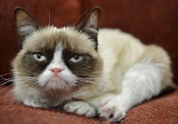 Grumpy cat Meme Template