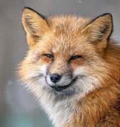 Smug Fox Meme Template