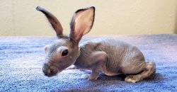 Hairless Rabbit Meme Template