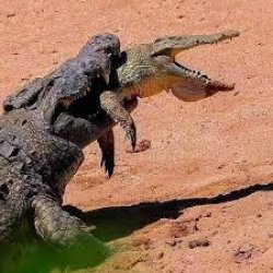 crocodile taking another crocodile Meme Template