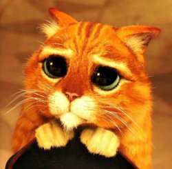 Cat Begging Meme Template